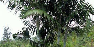 DYPSIS PEMBANA SINGLE TRUNK OR SUCKERING NATIVE TO PEMBA ISLAND