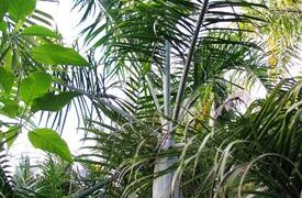 DYPSIS PLUMOSA THIN TRUNK PALM FROM MADAGASCAR