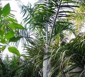 DYPSIS PLUMOSA THIN TRUNK PALM FROM MADAGASCAR