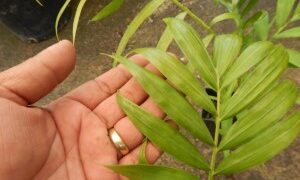 DYPSIS PRESTONIANA SINGLE TRUNK, BEAUTIFUL A REAL WINNER!