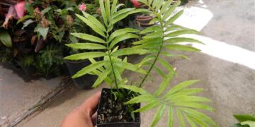 ENCEPHALARTOS AEMULANS GREEN, RARE CYCAD FROM SOUTH AFRICA