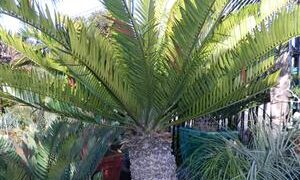 ENCEPHALARTOS ALTENSTEINII LARGER GREEN CYCAD FROM SO AFRICA