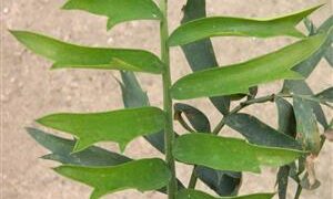 ENCEPHALARTOS ARENARIUS – BLUE VARIETY RARE SOUTH AFRICAN CYCAD