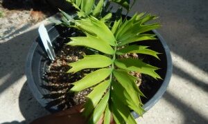 ENCEPHALARTOS ARENARIUS RARE SOUTH AFRICAN CYCAD