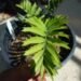 ENCEPHALARTOS ARENARIUS RARE SOUTH AFRICAN CYCAD