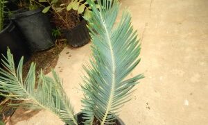 ENCEPHALARTOS FRIDERICI-GUILIELMI VERY RARE SOUTH AFRICAN BLUE CYCAD