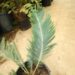 ENCEPHALARTOS FRIDERICI-GUILIELMI VERY RARE SOUTH AFRICAN BLUE CYCAD
