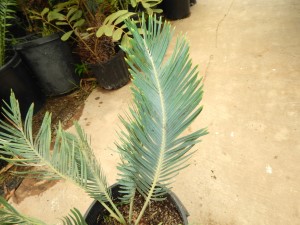 ENCEPHALARTOS FRIDERICI-GUILIELMI VERY RARE SOUTH AFRICAN BLUE CYCAD
