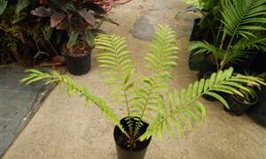 ENCEPHALARTOS HILDEBRANDTII LARGE SIZED GREEN CYCAD