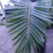 ENCEPHALARTOS ITURIENSIS SUPER RARE CENTRAL AFRICAN CYCAD