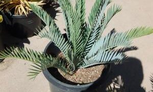 ENCEPHALARTOS LEHMANNII BLUE SOUTH AFRICAN CYCAD FOR SUN