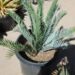 ENCEPHALARTOS LEHMANNII BLUE SOUTH AFRICAN CYCAD FOR SUN