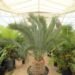 ENCEPHALARTOS LEHMANNII RARE BLUE SOUTH AFRICAN CYCAD FOR FULL COASTAL SUN OFFERING OF SIXTY YEAR OLD SPECIMEN CYCAD