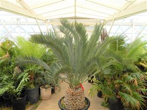 ENCEPHALARTOS LEHMANNII RARE BLUE SOUTH AFRICAN CYCAD FOR FULL COASTAL SUN OFFERING OF SIXTY YEAR OLD SPECIMEN CYCAD