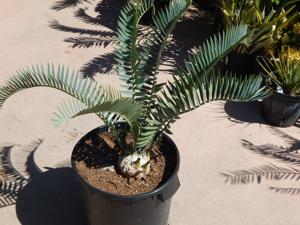 ENCEPHALARTOS LONGIFOLIUS – BLUE FORM MEDIUM TO LARGE RARE SOUTH AFRICAN CYCAD