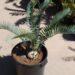 ENCEPHALARTOS LONGIFOLIUS – BLUE FORM MEDIUM TO LARGE RARE SOUTH AFRICAN CYCAD