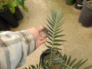 ENCEPHALARTOS LONGIFOLIUS – BLUE FORM MEDIUM TO LARGE RARE SOUTH AFRICAN CYCAD