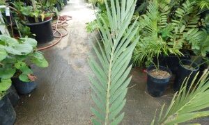 ENCEPHALARTOS MIDDELBURGENSIS VERY SOUGHT AFTER BLUE SOUTH AFRICAN CYCAD