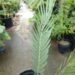 ENCEPHALARTOS MIDDELBURGENSIS VERY SOUGHT AFTER BLUE SOUTH AFRICAN CYCAD