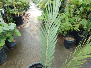 ENCEPHALARTOS MIDDELBURGENSIS VERY SOUGHT AFTER BLUE SOUTH AFRICAN CYCAD