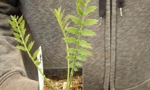 ENCEPHALARTOS MUNCHII A RARE CENTRAL AFRICAN CYCAD