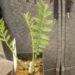 ENCEPHALARTOS MUNCHII A RARE CENTRAL AFRICAN CYCAD