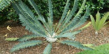 ENCEPHALARTOS MUNCHII A RARE CENTRAL AFRICAN CYCAD