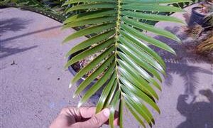 ENCEPHALARTOS NATALENSIS MEDIUM SIZED GREEN SOUTH AFRICAN CYCAD