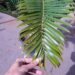ENCEPHALARTOS NATALENSIS MEDIUM SIZED GREEN SOUTH AFRICAN CYCAD