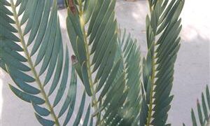 ENCEPHALARTOS NUBIMONTANUS SUPER RARE BLUE SOUTH AFRICAN CYCAD
