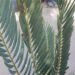 ENCEPHALARTOS NUBIMONTANUS SUPER RARE BLUE SOUTH AFRICAN CYCAD