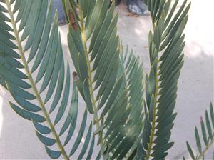 ENCEPHALARTOS NUBIMONTANUS SUPER RARE BLUE SOUTH AFRICAN CYCAD