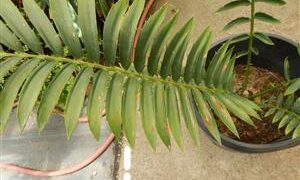 ENCEPHALARTOS TRANSVENOSUS THE MODJADJI CYCAD LARGE SOUTH AFRICAN CYCAD SPECIES