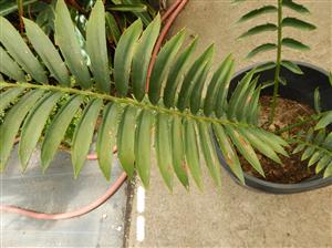 ENCEPHALARTOS TRANSVENOSUS THE MODJADJI CYCAD LARGE SOUTH AFRICAN CYCAD SPECIES