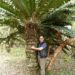 ENCEPHALARTOS TRANSVENOSUS LARGE SOUTH AFRICAN CYCAD SPECIES