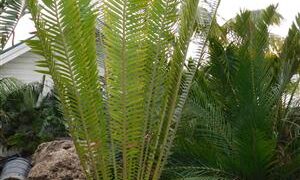 ENCEPHALARTOS WHITELOCKII LARGER CENTRAL AFRICAN CYCAD WITH LONG UPRIGHT LEAVES