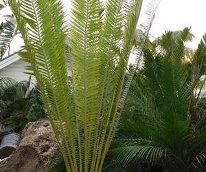 ENCEPHALARTOS WHITELOCKII LARGER CENTRAL AFRICAN CYCAD WITH LONG UPRIGHT LEAVES