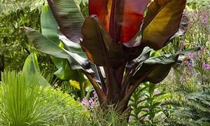 ENSETE VENTRICOSUM “MAURELII” THE RED BANANA