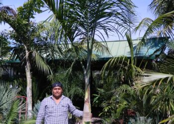 GAUSSIA MAYA A VERY DIFFERENT PALM FOR SO. CALIFORNIA