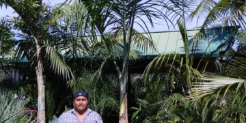 GAUSSIA MAYA A VERY DIFFERENT PALM FOR SO. CALIFORNIA