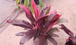 HAWAIIAN TI PLANTS GREAT COLOR FOR THE GARDEN ASSORTMENT OF NEW VARIETIES AT NURSERY