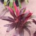 HAWAIIAN TI PLANTS GREAT COLOR FOR THE GARDEN ASSORTMENT OF NEW VARIETIES AT NURSERY