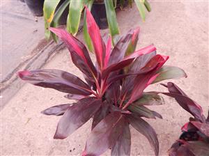 HAWAIIAN TI PLANTS GREAT COLOR FOR THE GARDEN ASSORTMENT OF NEW VARIETIES AT NURSERY