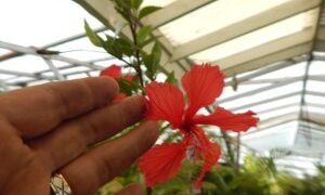 HIBISCUS TILEACEOUS WITH RED BLOSSOM 5 GALLON PLANT WITH SPLIT PERSONALITY RED BOSSOMS
