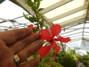 HIBISCUS TILEACEOUS WITH RED BLOSSOM 5 GALLON PLANT WITH SPLIT PERSONALITY RED BOSSOMS