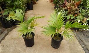 HOWEA BELMOREANA THE SENTRY OR UMBRELLA PALM