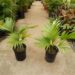 HOWEA BELMOREANA THE SENTRY OR UMBRELLA PALM