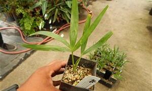 HOWEA BELMOREANA THE BELMORE SENTRY PALM / CURLY PALM