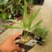 HOWEA BELMOREANA THE BELMORE SENTRY PALM / CURLY PALM