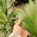 HOWEA FORSTERIANA THE KENTIA PALM